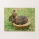 Recherche de lapins photographie Lapin de pâques