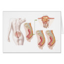 Recherche de sacrum Coccyx