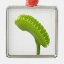 Suche nach fliegen ornamente Blume