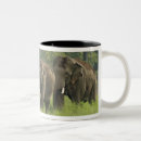 Suche nach indischer elefant tassen Elephas maximus