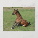 Suche nach sitzungen postkarten Pferd