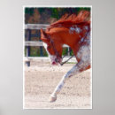 Suche nach paint horse poster Ouo