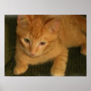 Suche nach home cat poster Kitten
