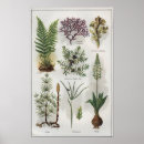 Suche nach flechten poster Botanisch