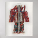 Suche nach vintage anatomie poster Medizinisch