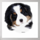 Recherche de sennenhund posters Chiot