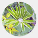 Recherche de lupin autocollants Plante