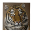 Recherche de yeux verts carreaux Animal