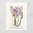 Recherche de orchidée de cattleya posters Botanique