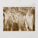 Suche nach kruger park Natur