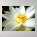 Suche nach lippe poster Blume