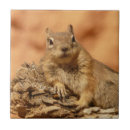 Suche nach entspannung fliesen Eichhörnchen