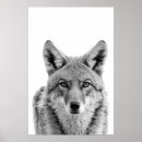 Suche nach coyote poster Drucken