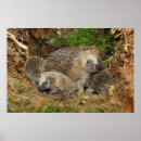 Suche nach niedlicher igel poster Wildtiere