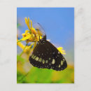 Suche nach gelber schmetterling postkarten Insekt