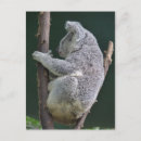 Suche nach lustiger koala postkarten Tierisch