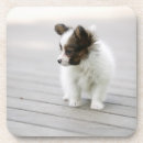 Suche nach papillon untersetzer Tier