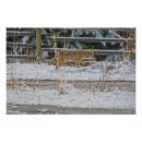 Recherche de coyotes posters Animaux