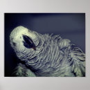 Suche nach afrikanische vögel poster Für sie