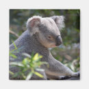 Suche nach koala magnete Zoo