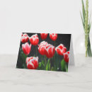 Suche nach rote tulpen karten Blume