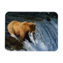 Suche nach lachs magnete Tierwelt