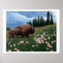 Suche nach amerikanischer bison poster Büffel