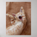 Suche nach cute animals poster Kitten