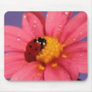 Recherche de coccinelle rose tapis souris Insectes