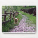 Recherche de chiot yorkie tapis souris Chiots