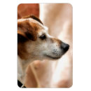Recherche de jack russel magnets Terrier