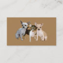 Recherche de amant de chiwawa Chien