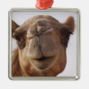 Recherche de chameau ornements Animal