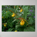 Suche nach frauenschuh poster Natur