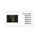 Suche nach schwarzer labrador Schwarzes