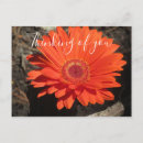 Suche nach orange gerbera poster Natur