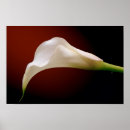 Suche nach calla poster Floral