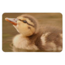 Recherche de le canard magnets Animaux