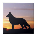 Recherche de berger allemand chien carreaux Gsd