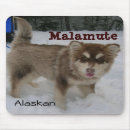 Recherche de malamute tapis souris Chien