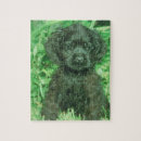 Recherche de cocker puzzles Chiot