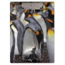 Suche nach pinguin klemmbrett Vogel