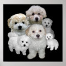 Recherche de frise bichon posters Animaux