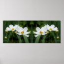Recherche de marguerite blanche posters Fleur