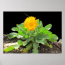 Suche nach calendula poster Orange blume