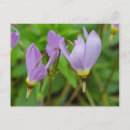Recherche de crocus cartes postales Fleurs violettes