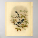 Suche nach schwarzer vogel poster Vintage