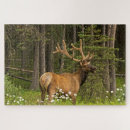 Recherche de wapiti puzzles Cerf