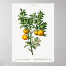Recherche de végétaliens posters Fruits