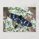 Recherche de tache blanche cartes postales Pour tous